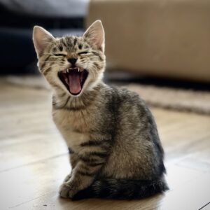 Кіт біля корму — товари для котів Dasty